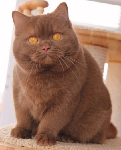 Наші кішки - kotoffski - british shorthair cattery