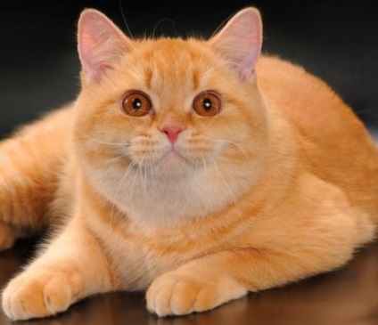 Наші кішки - kotoffski - british shorthair cattery