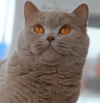 Наші кішки - kotoffski - british shorthair cattery