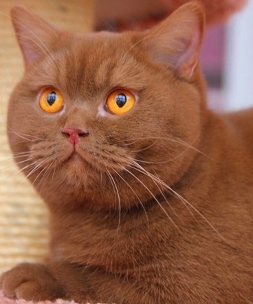 A macskák - kotoffski - brit rövidszőrű tenyészet