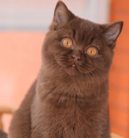 A macskák - kotoffski - brit rövidszőrű tenyészet
