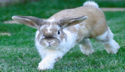На скільки небезпечно і корисно - чи давати кроликам морквину