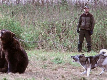 A Szmolenszk régióban az orosz tulajdonosok husky és a FÁK csapatok „fut” a vaddisznó és a medve
