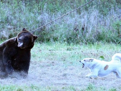 A Szmolenszk régióban az orosz tulajdonosok husky és a FÁK csapatok „fut” a vaddisznó és a medve