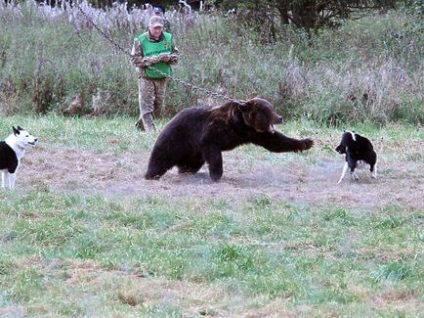 На Смоленщині власники лайок з росії і ближнього зарубіжжя командами «бігали» на кабана і ведмедя