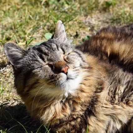 Знайдено найстаріший кіт на планеті