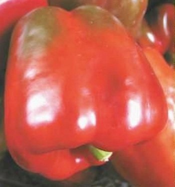 Назва, опис та фото кращих сортів товстостінних перців