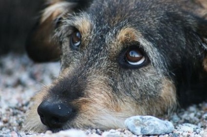 Câini inutili - nu treceți, un adăpost pentru animale neglijate