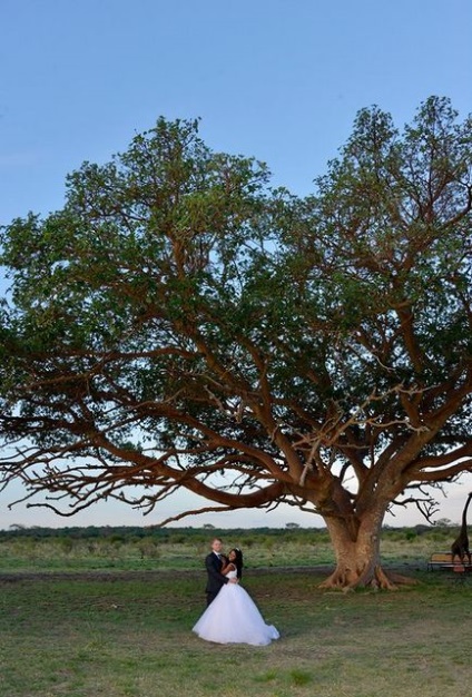 O nuntă neobișnuită în Zimbabwe, în stilul safari africane, apărător curajos