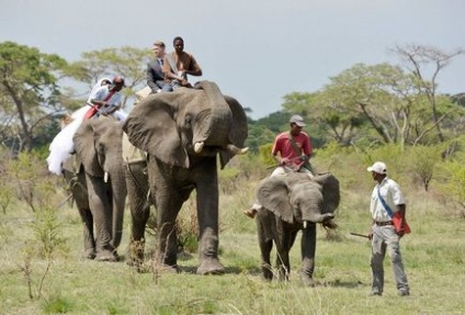 O nuntă neobișnuită în Zimbabwe, în stilul safari africane, apărător curajos