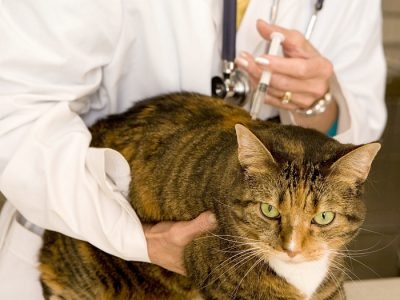 Нобівак рабіес для кішок інструкція із застосування вакцини