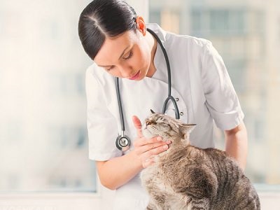 Rabies Nobivak pentru pisici instrucțiuni privind modul de utilizare a vaccinului