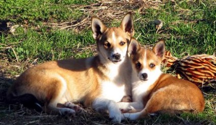 Descrierea norvegiană de lundehund (husky) a rasei, natură, îngrijire, fotografie, totul despre câini