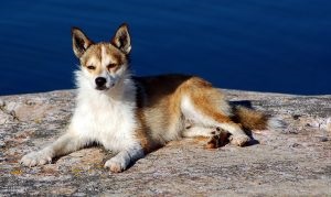 Descrierea norvegiană de lundehund (husky) a rasei, natură, îngrijire, fotografie, totul despre câini