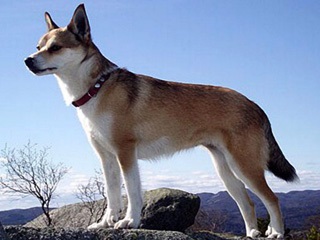 Descrierea norvegiană de lundehund (husky) a rasei, natură, îngrijire, fotografie, totul despre câini