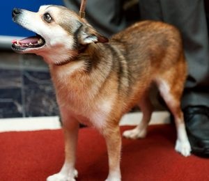 Descrierea norvegiană de lundehund (husky) a rasei, natură, îngrijire, fotografie, totul despre câini