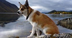 Норвезька лундехунд (лайка) опис породи, характер, догляд, фото, все про собак