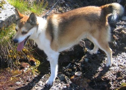 Descrierea norvegiană de lundehund (husky) a rasei, natură, îngrijire, fotografie, totul despre câini