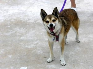 Descrierea norvegiană de lundehund (husky) a rasei, natură, îngrijire, fotografie, totul despre câini