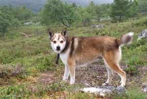 Descrierea norvegiană de lundehund (husky) a rasei, natură, îngrijire, fotografie, totul despre câini