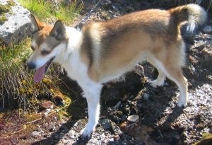 Descrierea norvegiană de lundehund (husky) a rasei, natură, îngrijire, fotografie, totul despre câini