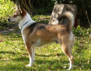 Descrierea norvegiană de lundehund (husky) a rasei, natură, îngrijire, fotografie, totul despre câini