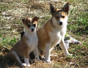 Norvég Lundehund (Laika) tenyészteni leírás, karakter, gondoskodó, fotók, minden a kutyák