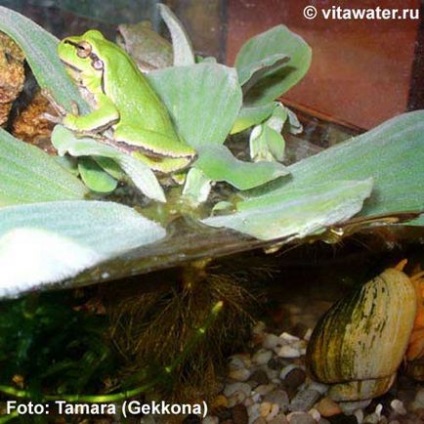 Frog de copac obișnuit (experiență în terariu)