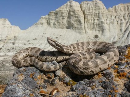 Ordinary Shieldmoor sau Python Shield (gloydius halys) - o lume a cunoașterii