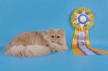 Товариство любителів перських кішок класичного типу