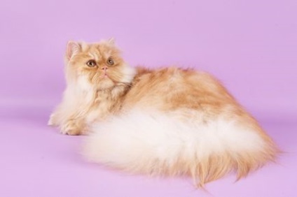 Товариство любителів перських кішок класичного типу
