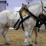 Огляд породи коней першерона, їх фото та відео