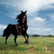 Огляд породи коней першерона, їх фото та відео