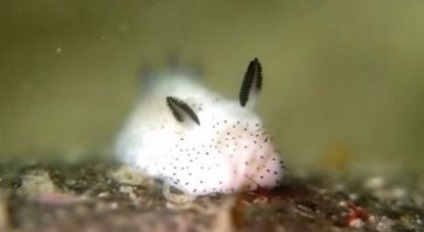 Bájos tengeri csigák Hasonló nyulak (6 kép)