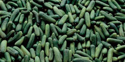 Castraveți de castraveți - Semințe - Semințe de legume - Semănători manuali - Semănători de legume Semănare manuală de precizie -