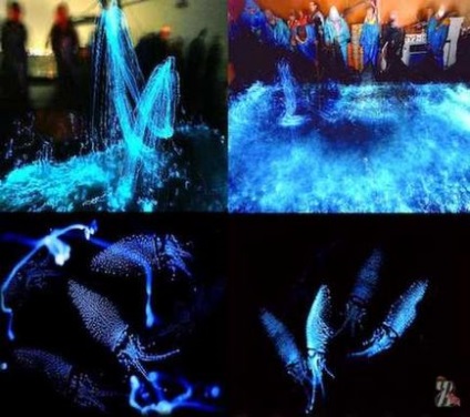 Kiderül, hogy vannak tintahal ragyogó kék háttérvilágítás, amely az úgynevezett világító tintahal
