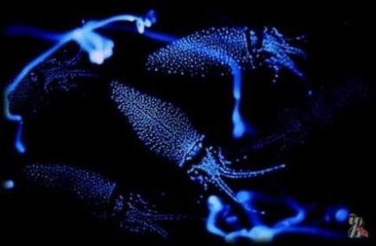 Виявляється, існують кальмари з яскраво-блакитною підсвіткою, яких називають світяться кальмарами