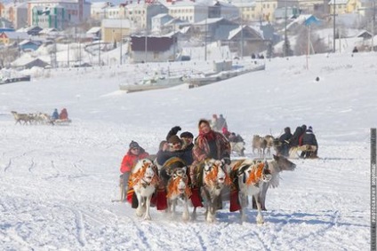 Cerbul care rulează pe Yamal, mai proaspăt - cel mai bun Runet pentru zi!