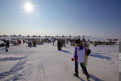 Оленячі бігу на Ямалі, fresher - найкраще з рунета за день!