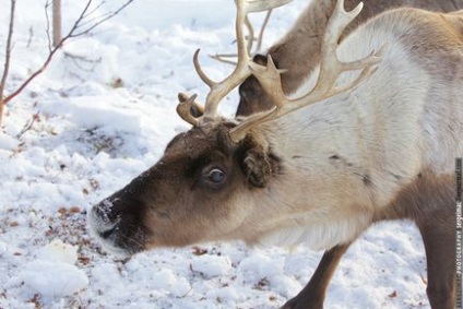 Cerbul care rulează pe Yamal, mai proaspăt - cel mai bun Runet pentru zi!