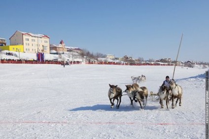 Оленячі бігу на Ямалі, fresher - найкраще з рунета за день!