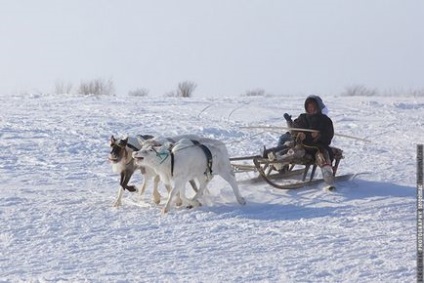 Cerbul care rulează pe Yamal, mai proaspăt - cel mai bun Runet pentru zi!