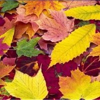 Frunzele căzute - daune sau beneficii