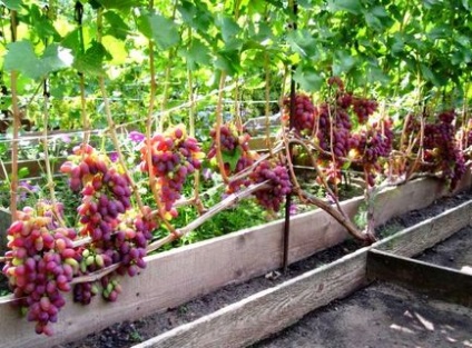 Опис і гідності сорти винограду різамат з фото