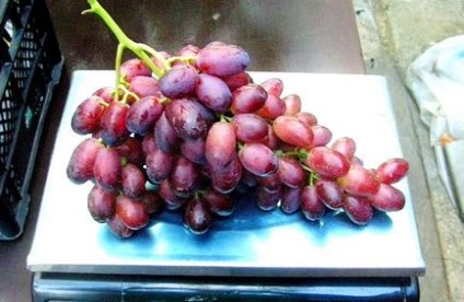 Опис і гідності сорти винограду різамат з фото