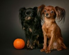 Опис породи собак норфолд тер'єр стандарт, догляд, характер і фото вихованців