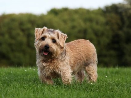 Descrierea rasei de câini norfold terrier standard, îngrijire, natura și fotografii ale animalelor de companie