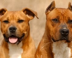 Опис породи собак норфолд тер'єр стандарт, догляд, характер і фото вихованців
