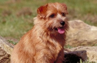 Descrierea rasei de câini norfold terrier standard, îngrijire, natura și fotografii ale animalelor de companie