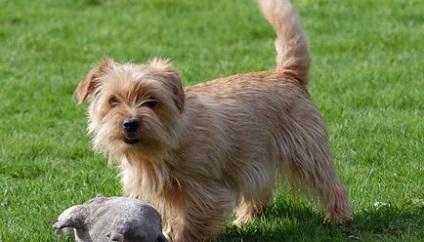 Descrierea rasei de câini norfold terrier standard, îngrijire, natura și fotografii ale animalelor de companie